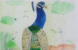Peacock