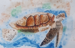 Sea turtle